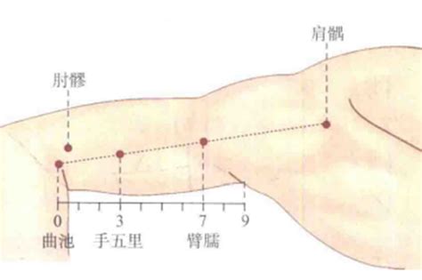 臂儒穴|臂臑穴－【中醫道】